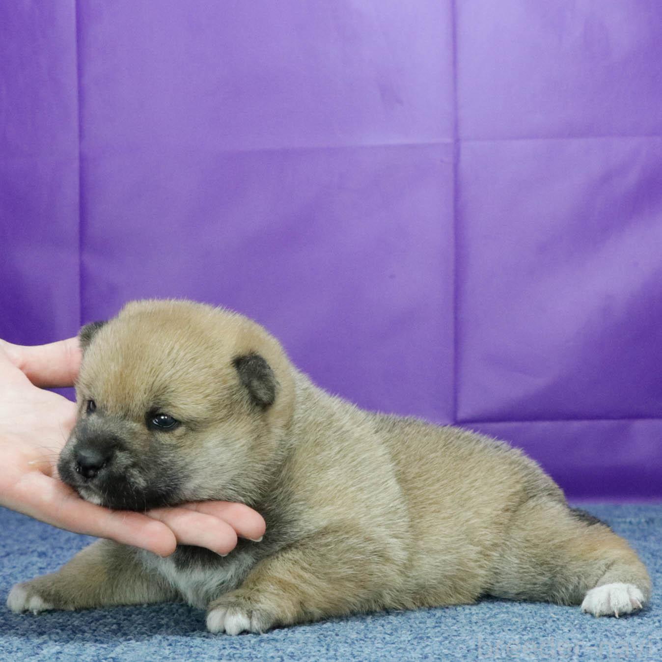 販売中の愛知県の柴犬-387497の3枚目